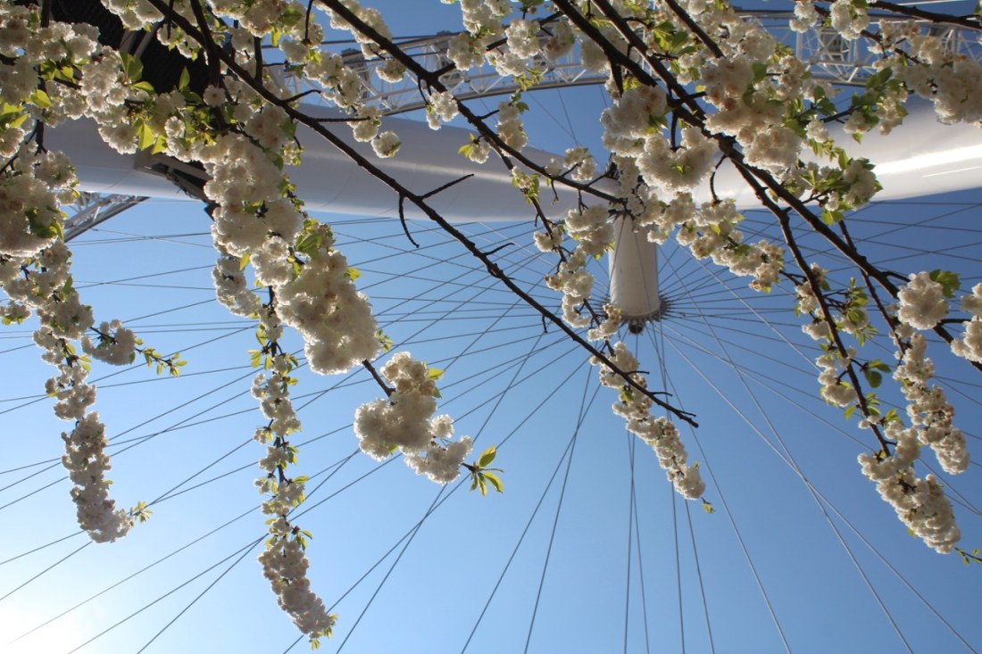 Blossoming London Eye