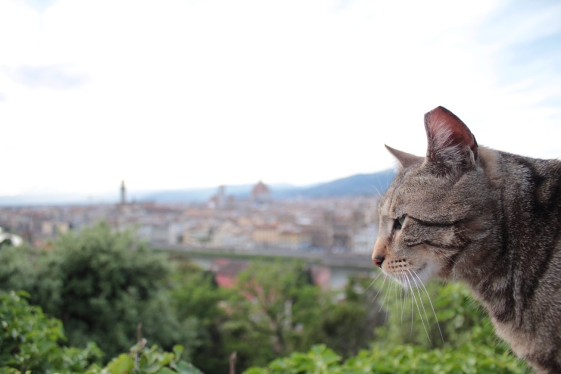 Cat in Florence
