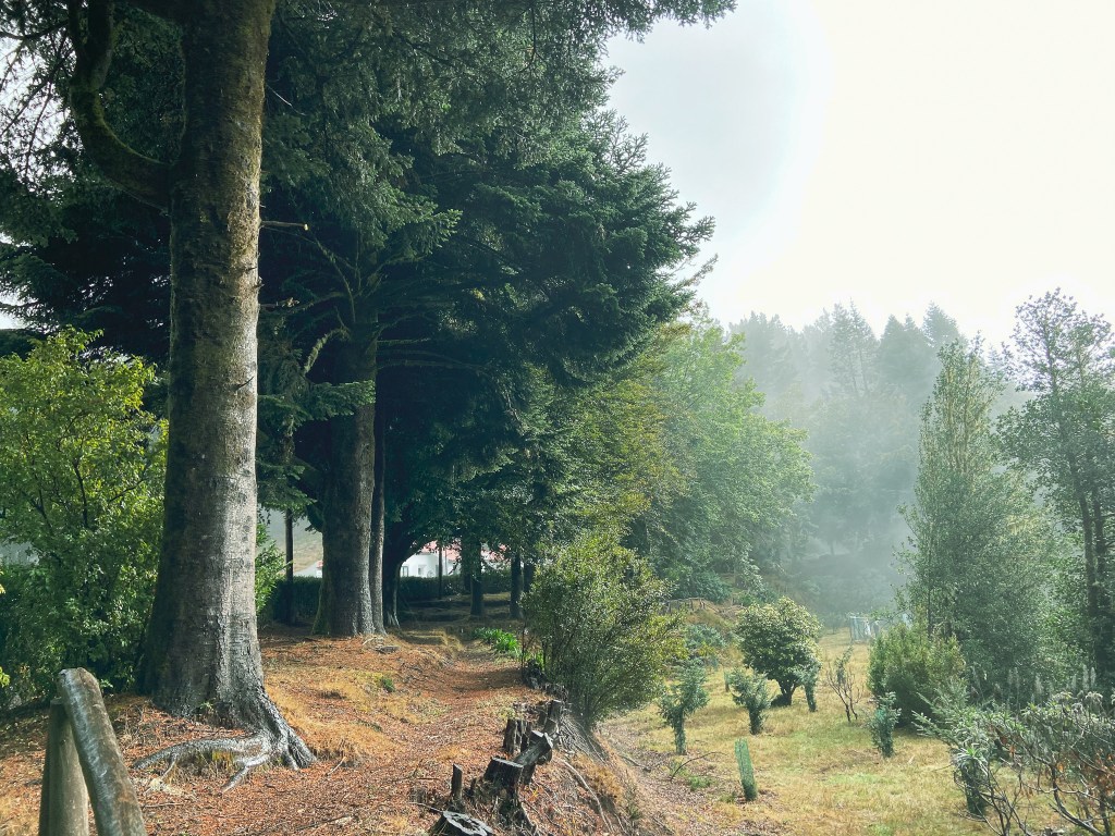 Sights of Madeira: finding the unexpected nordic&nbsp;forest